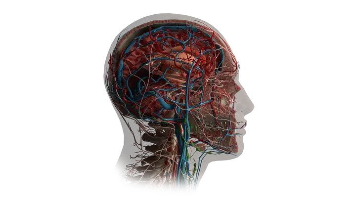 AnatomyX